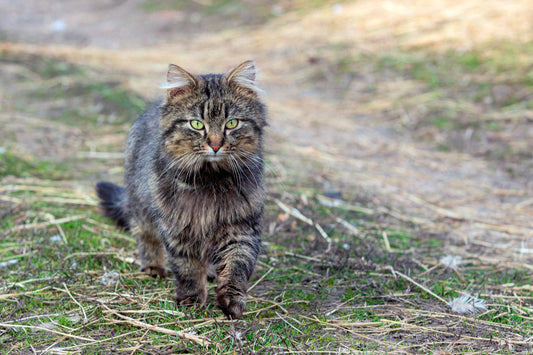 Kot American bobtail – dieta i żywienie: co powinien jeść, aby być zdrowym?