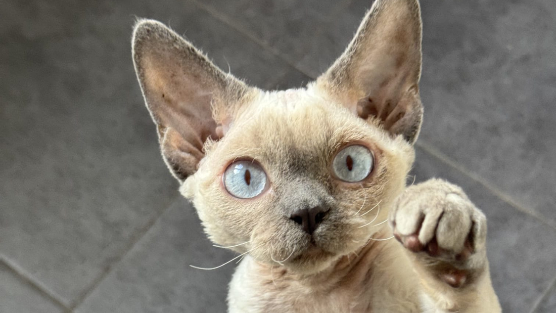 Kot Devon Rex – dieta i żywienie: co podawać, aby zadbać o zdrowie kota