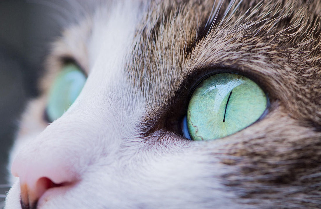 Czy kot może jeść kiełbasę? Sprawdź, czy to bezpieczne dla kota