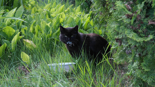 Najlepsza karma dla kota szkockiego zwisłouchego – czym karmić, aby zadbać o jego zdrowie?